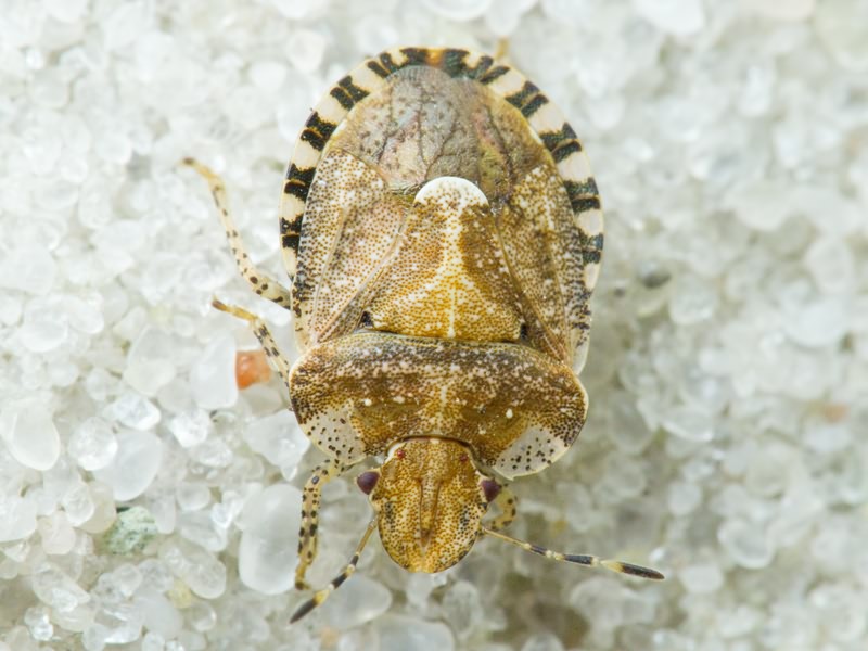 Dyroderes umbraculatus (Fabricius, 1775)